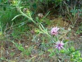 Liatris squarrosa Scaly Blazing Star