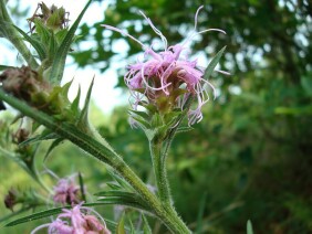 Liatris squarrosa Scaly Blazing Star