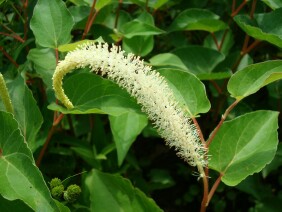 Saururus cernuus Lizard's Tail