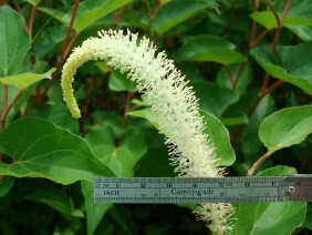 Saururus cernuus Lizard's Tail