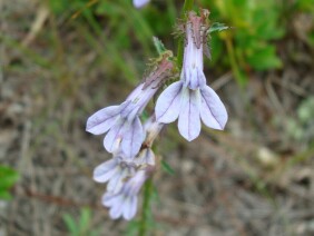 Lobelia brevifolia Shortleaf Lobelia