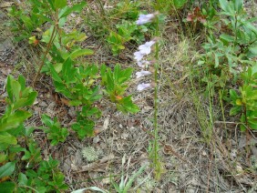 Lobelia brevifolia Shortleaf Lobelia