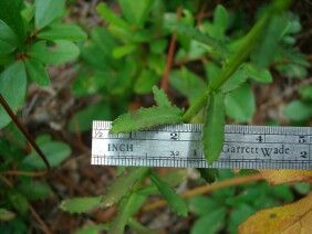 Lobelia brevifolia Shortleaf Lobelia