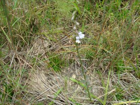 Lobelia brevifolia Shortleaf Lobelia