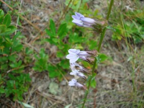 Lobelia brevifolia Shortleaf Lobelia