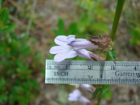 Lobelia brevifolia Shortleaf Lobelia