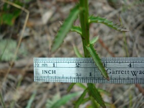 Lobelia brevifolia Shortleaf Lobelia