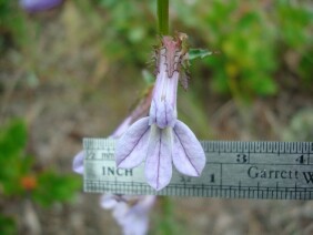 Lobelia brevifolia Shortleaf Lobelia