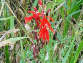 Lobelia cardinalis Cardinalflower