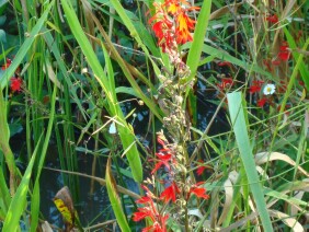 Lobelia cardinalis Cardinalflower