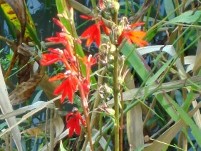 Lobelia cardinalis Cardinalflower