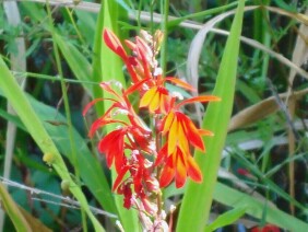 Lobelia cardinalis Cardinalflower