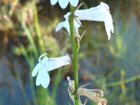 Lobelia paludosa White Lobelia