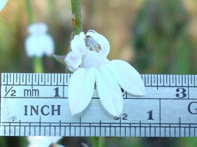 Lobelia paludosa White Lobelia