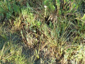 Lobelia paludosa White Lobelia