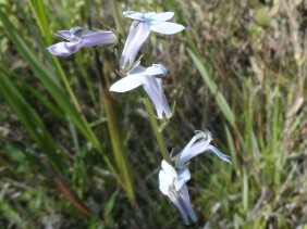 Lobelia paludosa White Lobelia