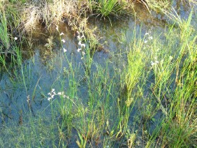 Lobelia paludosa White Lobelia