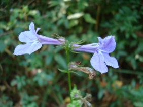 Lobelia puberula Downey Lobelia