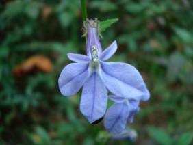 Lobelia puberula Downey