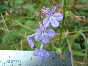 Lobelia puberula Downey