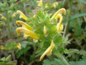 Pedicularis canadensis Lousewort