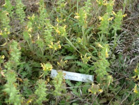 Pedicularis canadensis Lousewort