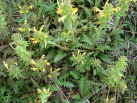 Pedicularis canadensis Lousewort