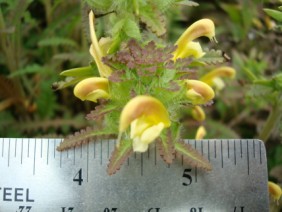 Pedicularis canadensis Lousewort