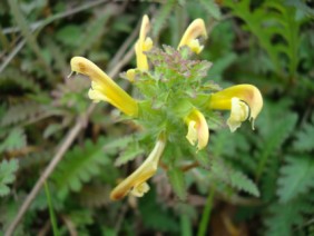 Pedicularis canadensis Lousewort