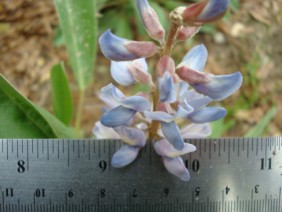 Lupinus diffusus Lupine