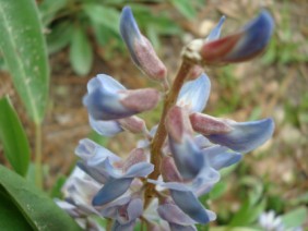 Lupinus diffusus Lupine