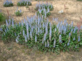 Lupinus diffusus Lupine