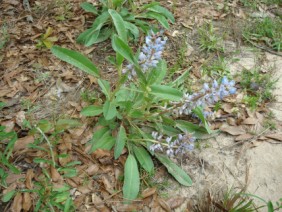 Lupinus diffusus Lupine