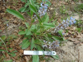 Lupinus diffusus Lupine