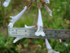 Salvia lyrata Lyre-leaf Sage