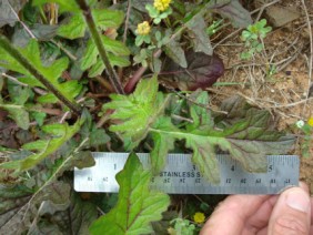 Salvia lyrata Lyre-leaf Sage