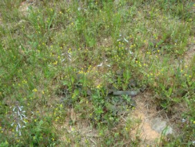 Salvia lyrata Lyre-leaf Sage