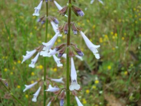 Salvia lyrata Lyre-leaf Sage