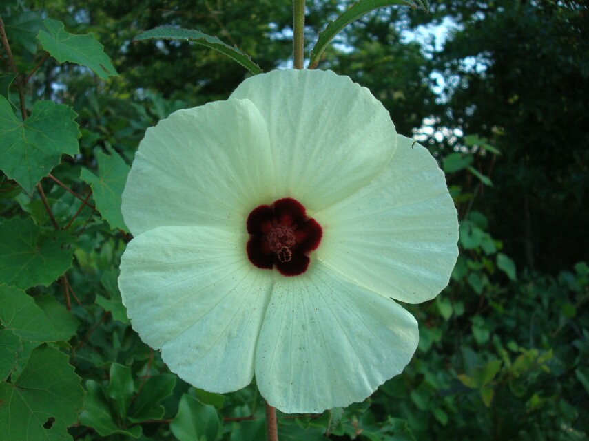 Hibiscus aculeatus Pineland Hibiscus