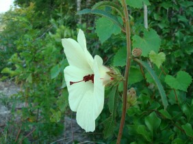 Hibiscus aculeatus Pineland Hibiscus