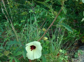 Hibiscus aculeatus Pineland Hibiscus