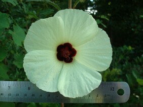 Hibiscus aculeatus Pineland Hibiscus