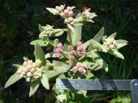 Pluchea rosea Marsh Fleabane