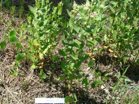 Pluchea rosea Marsh Fleabane