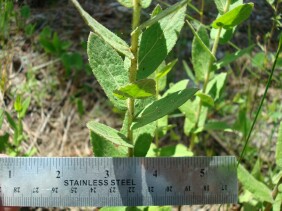 Pluchea rosea Marsh Fleabane