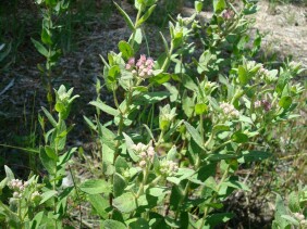 Pluchea rosea Marsh Fleabane