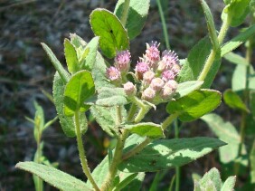 Pluchea rosea Marsh Fleabane