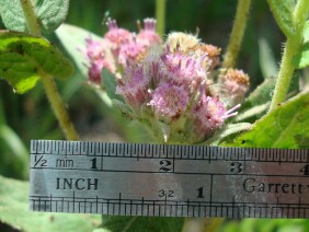 Pluchea rosea Marsh Fleabane