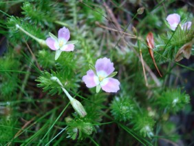 Mayaca fluviatilis Stream Bogmoss