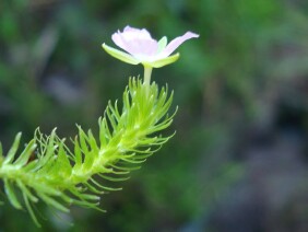 Mayaca fluviatilis Stream Bogmoss